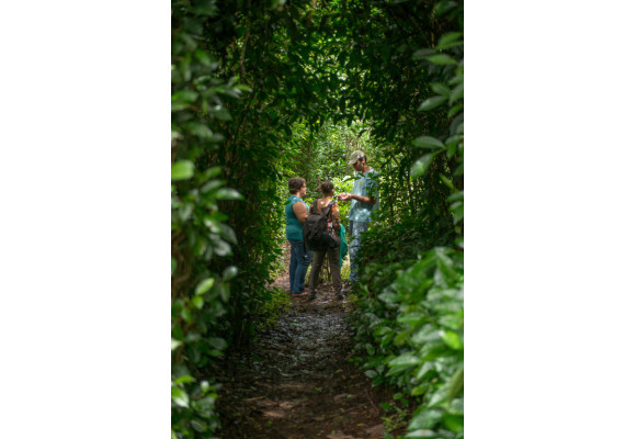 Le thé cultivé sur l’île de la réunion